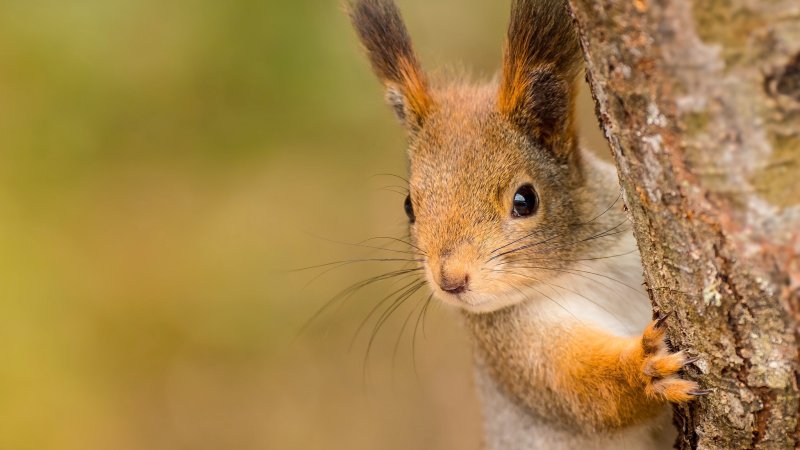 Заставка на рабочий стол белка