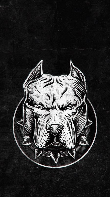 Обои с питбулем