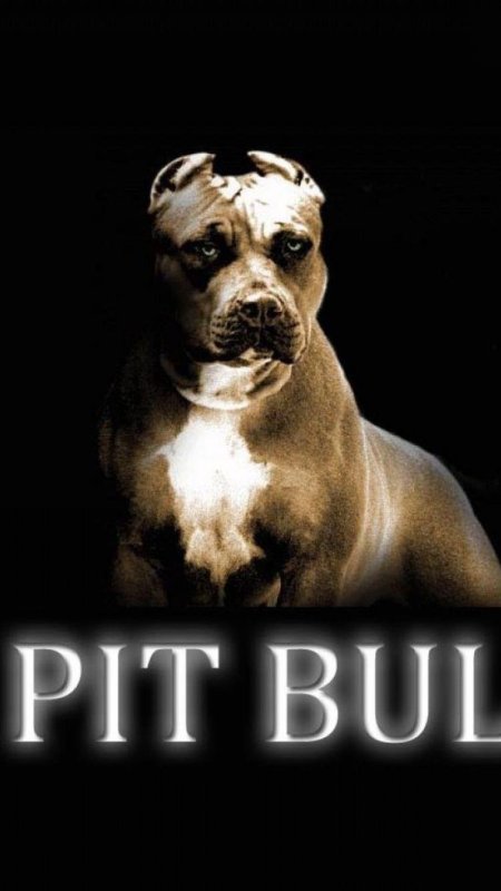 Питбуль надпись