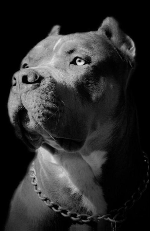 Американский питбультерьер