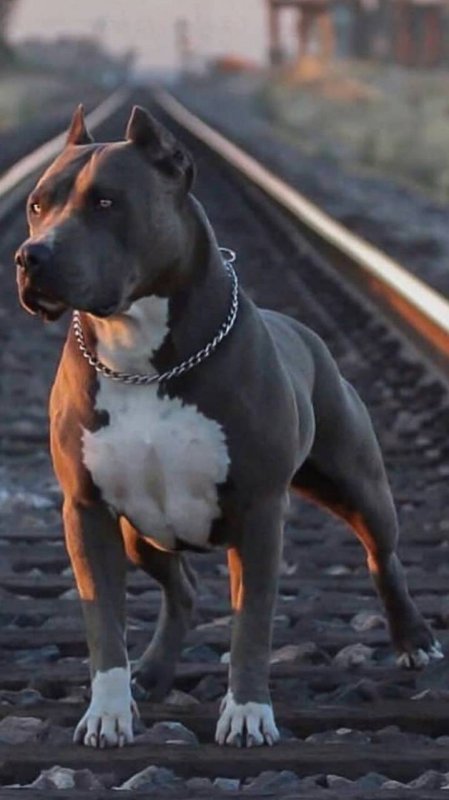 Кубинский питбультерьер