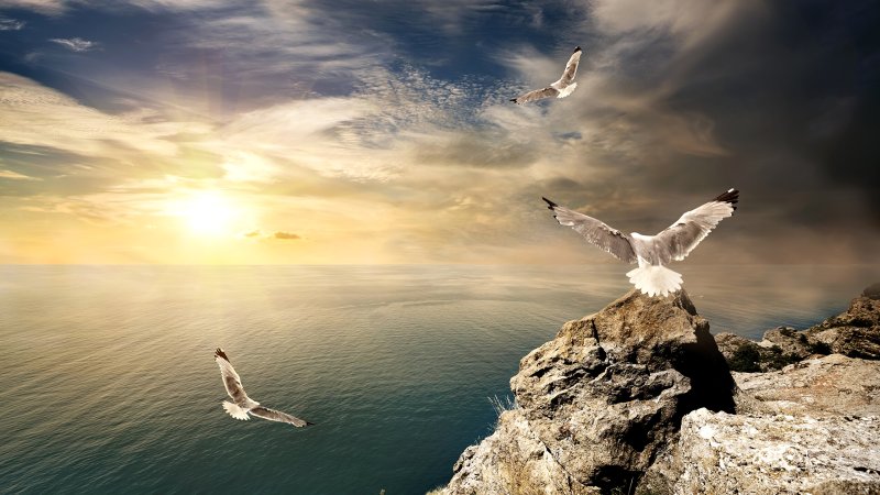 Птицы в небе