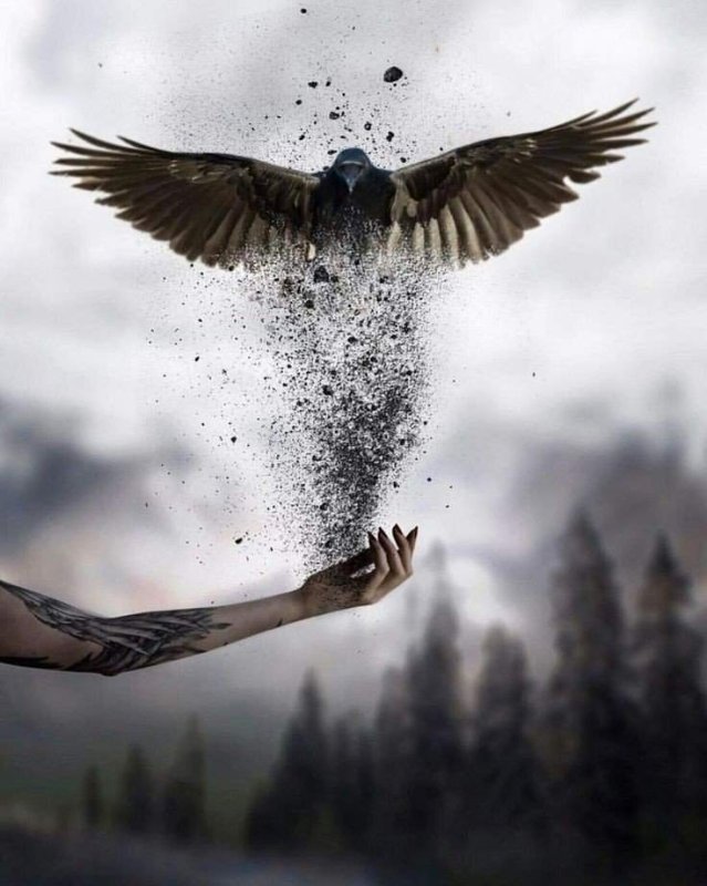 Птицы улетают