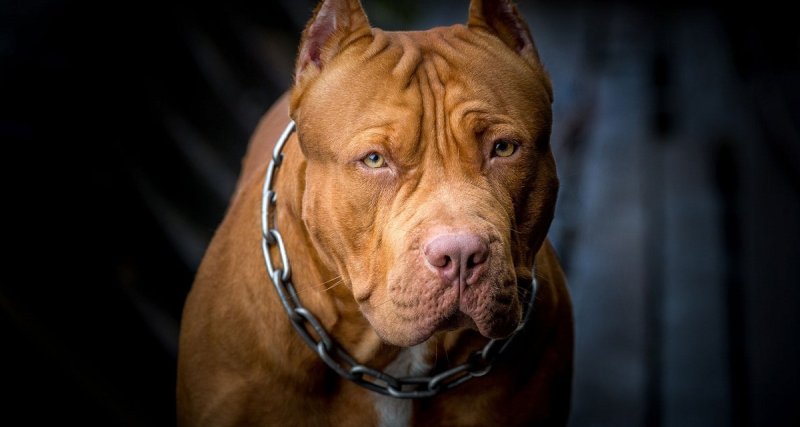 Порода собак питбуль