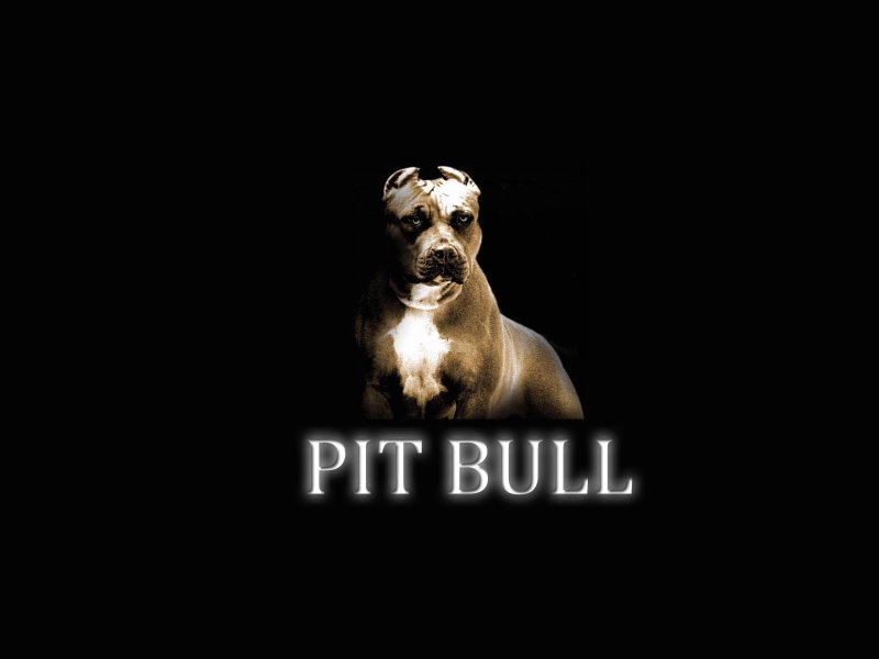 Обои на рабочий стол питбуль