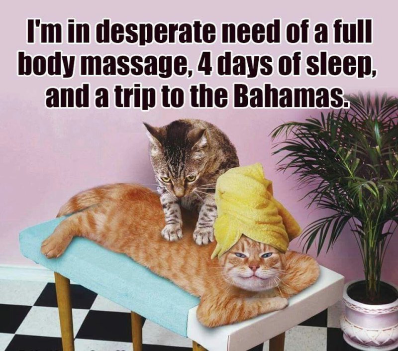 Хороших выходных котики