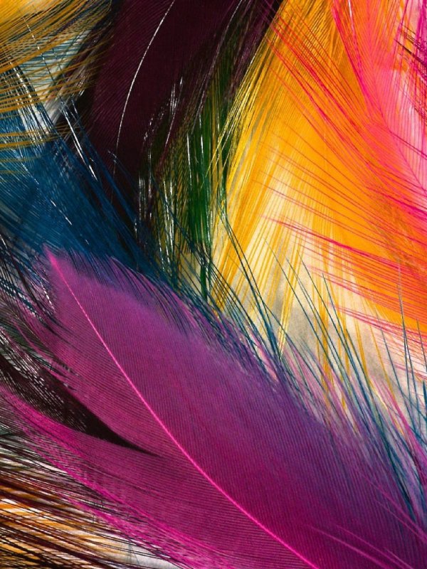 Яркие перья