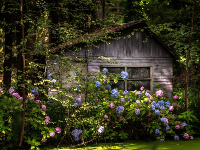 Домик в цветах