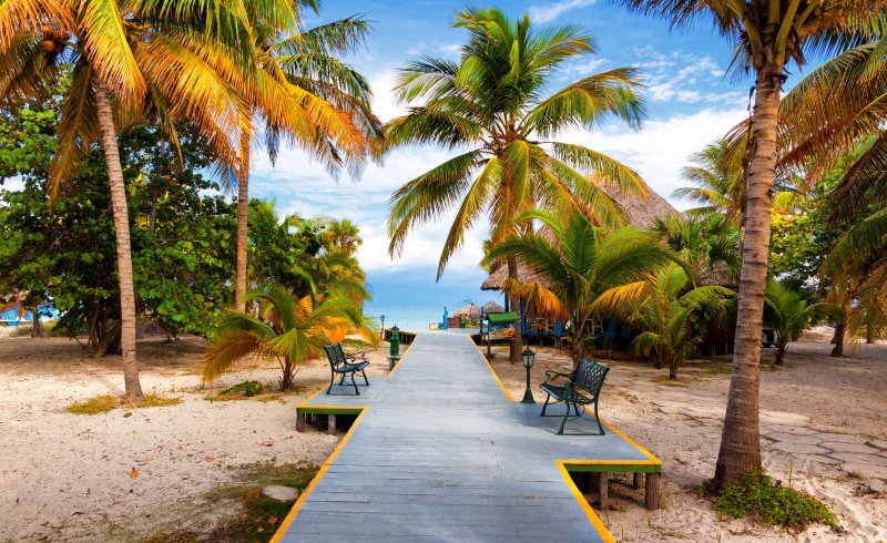 Куба пальмы