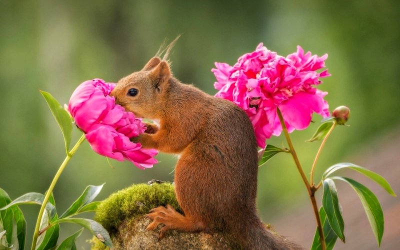 Животные весной