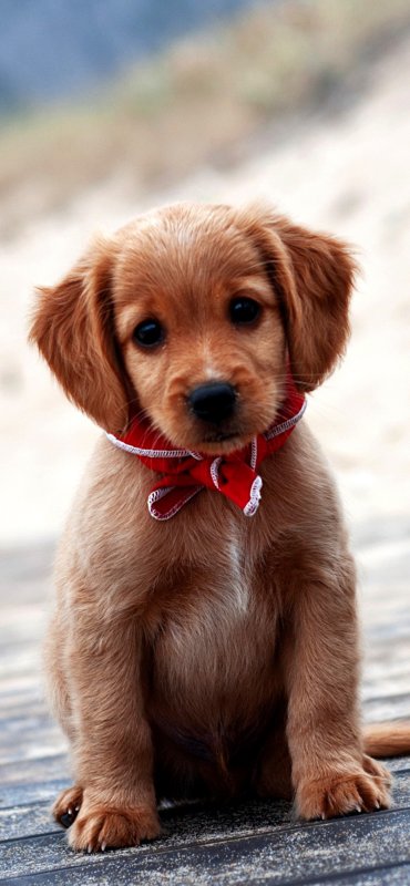 Красивые щенки