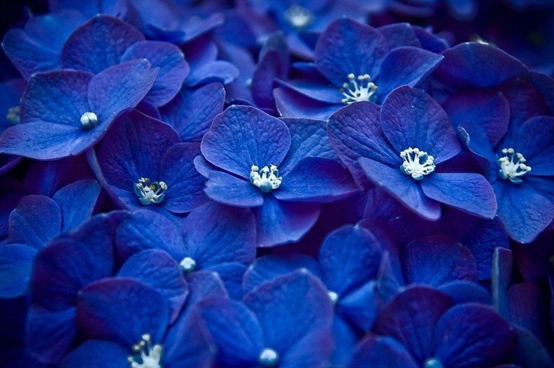 Фиалка Жемчужина Синая