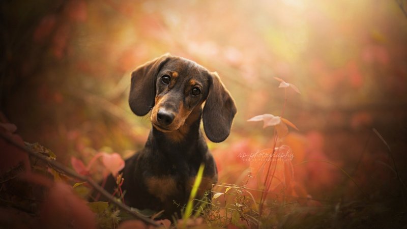 Такса осень