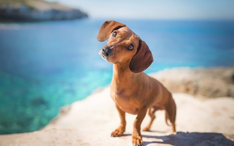 Такса собака фото