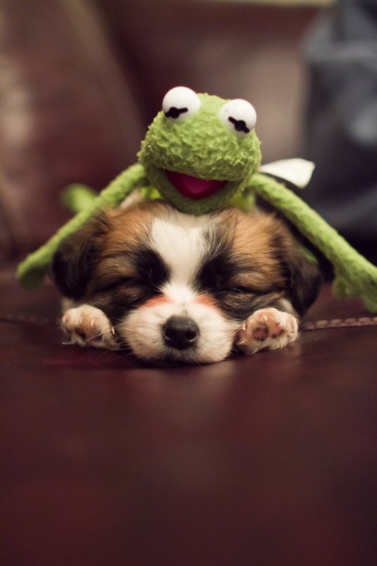 Красивые и милые животные