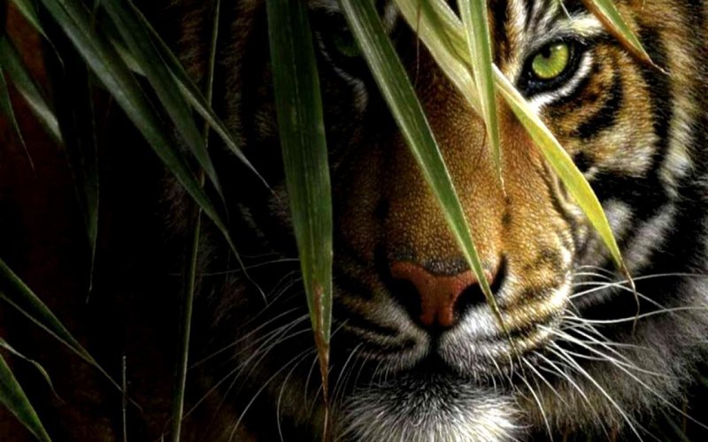 Красивый тигр