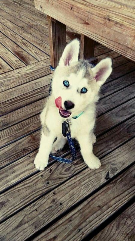 Милые щенки