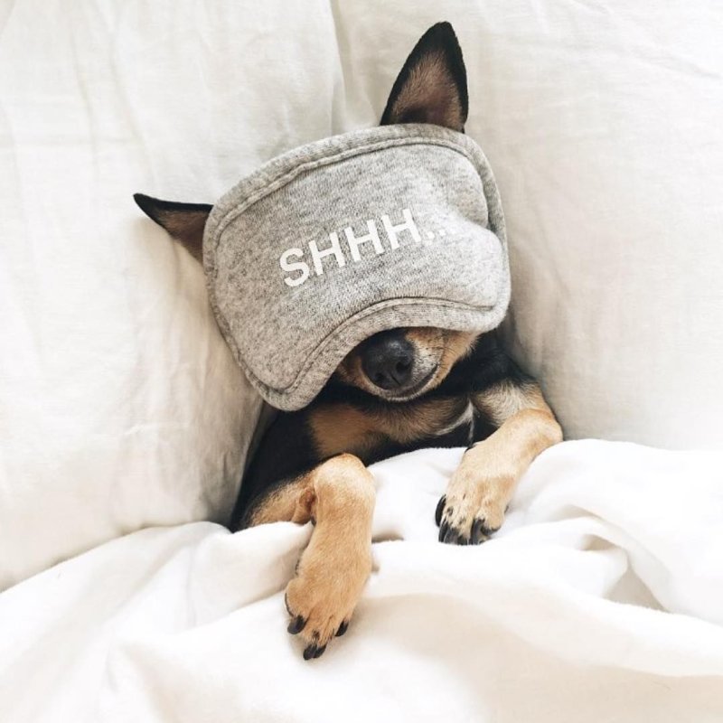 Прикольные картинки животных на аватарку