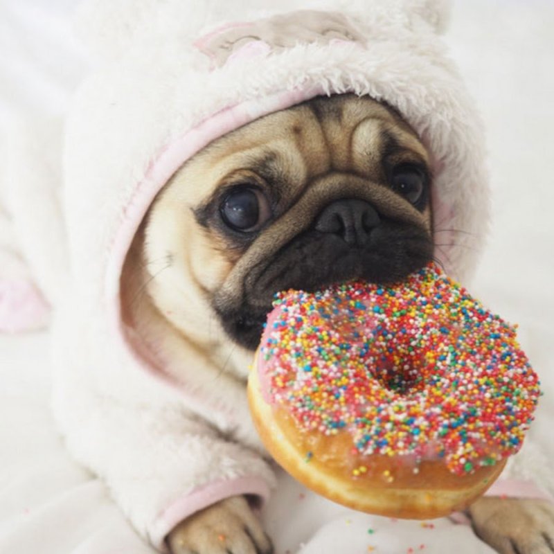 Мопс в пончике
