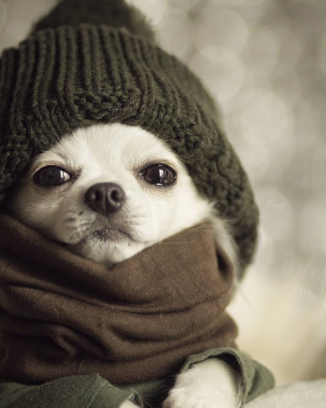 Щенок в шапке