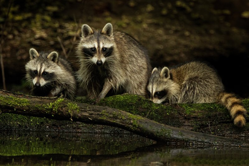 Красивый енот