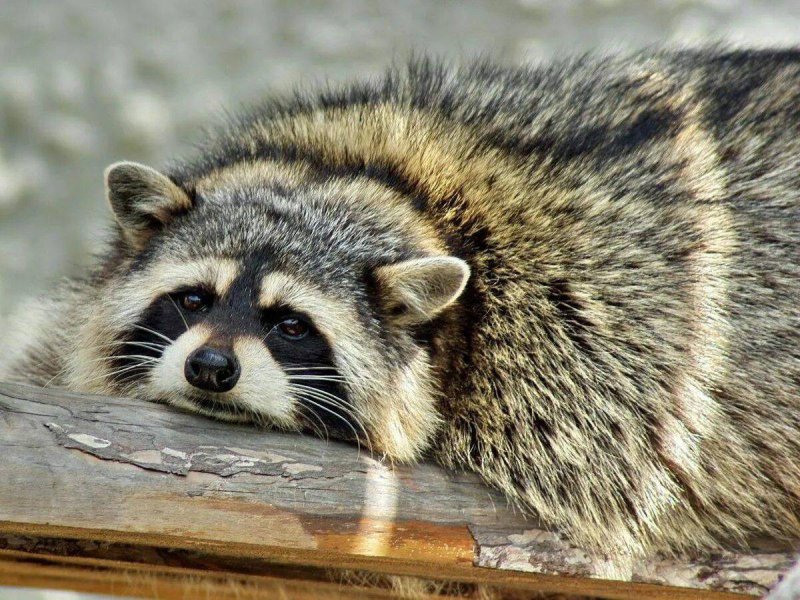 Енот полоскун грустный