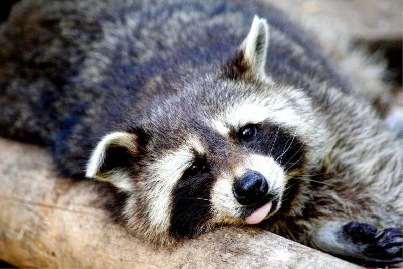 Енот полоскун обои