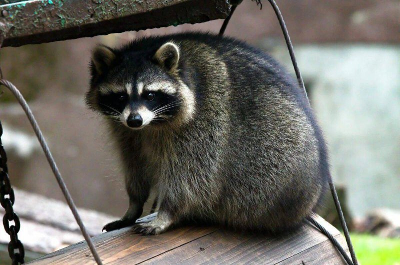 Косумельский енот