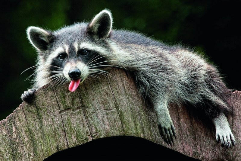 Енот Ракун