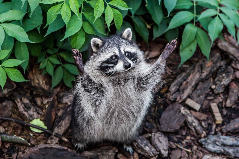 Енот полоскун лапы