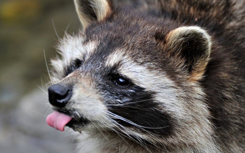 Енот полоскун морда