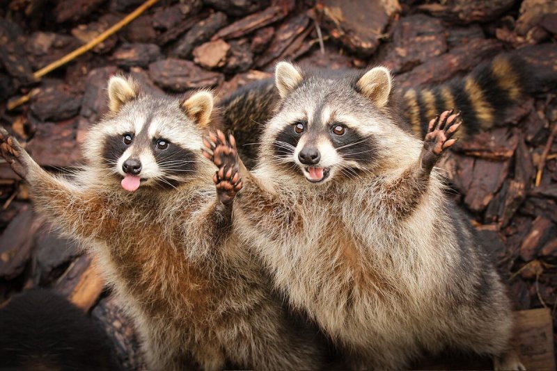 Енот полоскун Северная Америка