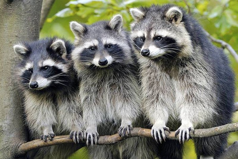 Енот полоскун семейство