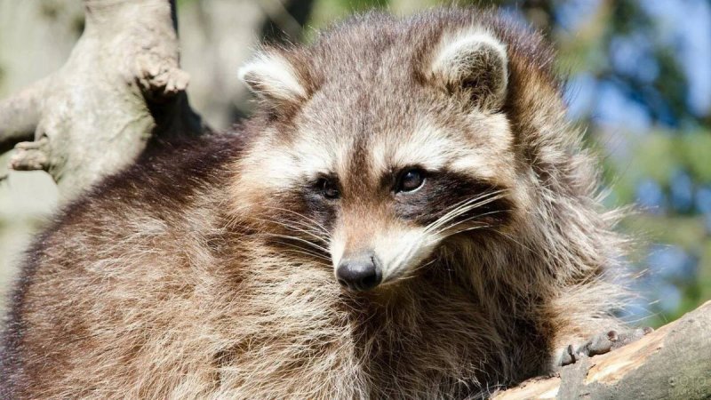 Еноты в зоопарке Сочи