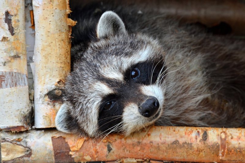 Тресмариасский енот