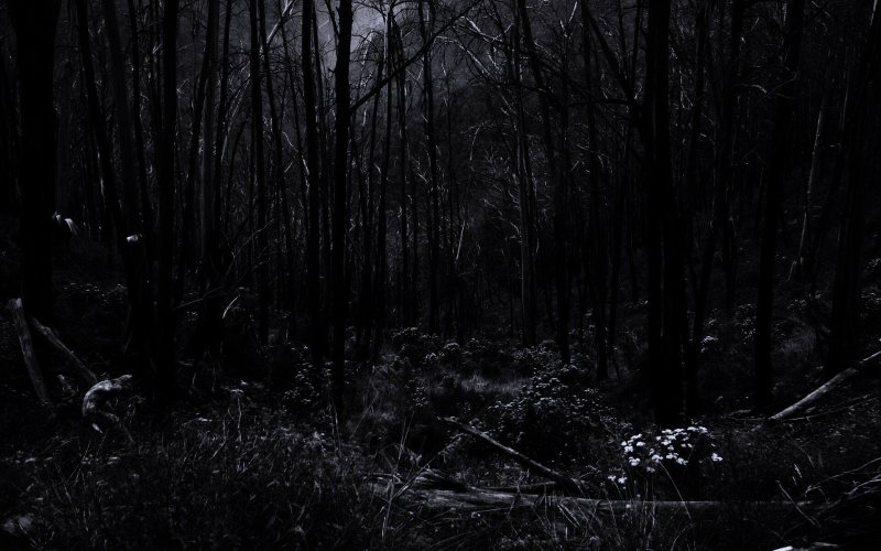 Мрачный лес