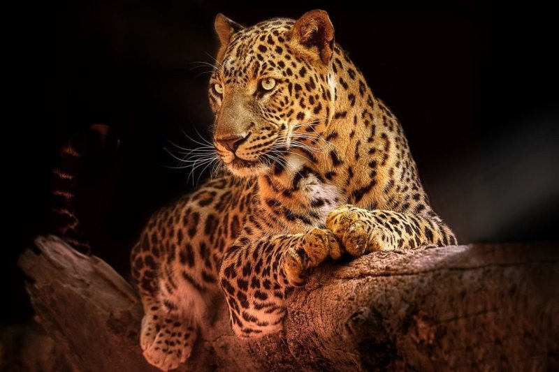 Дальневосточный леопард меланист