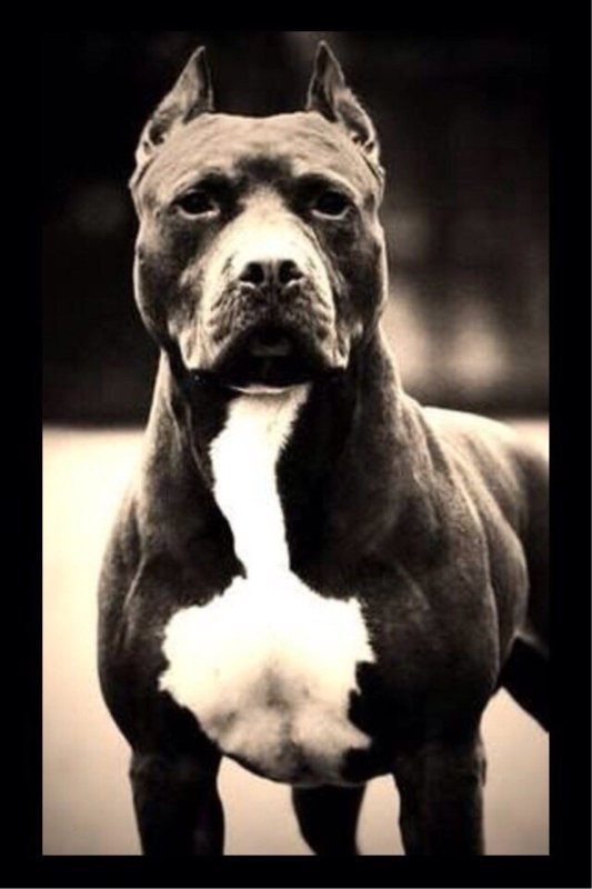 Стаффордширский питбультерьер черный