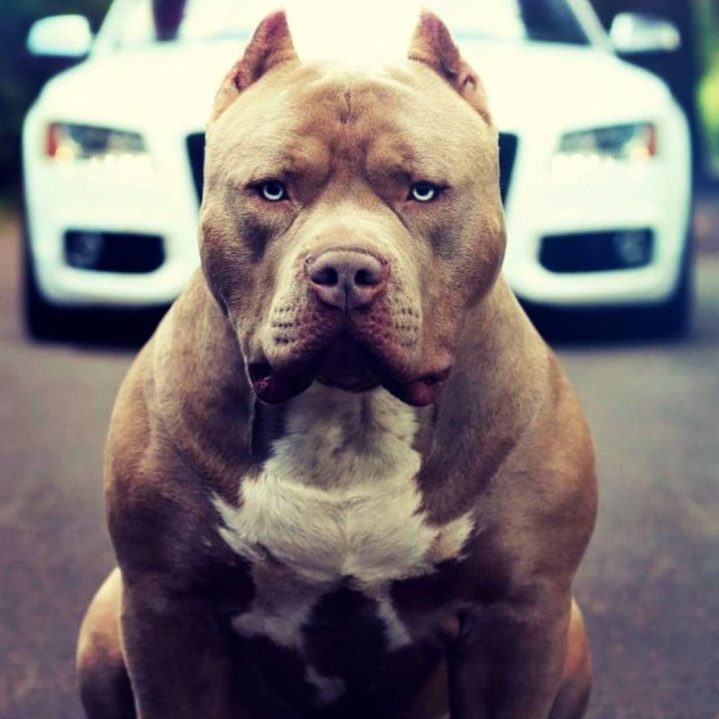 Стаффордширский питбультерьер