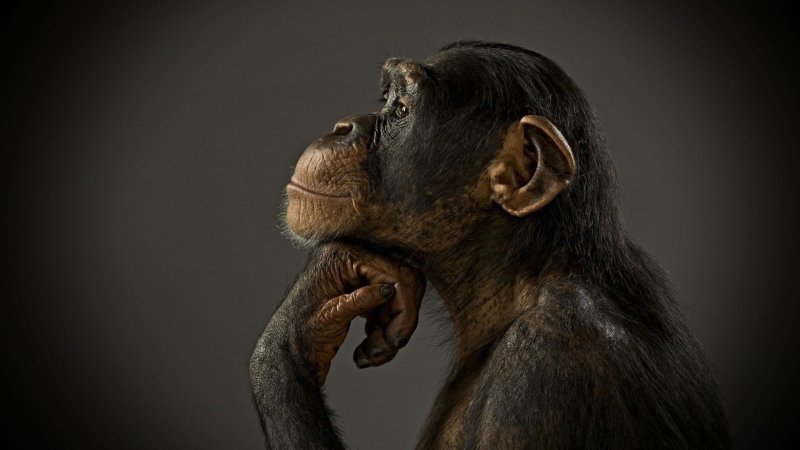 Смешные обезьяны