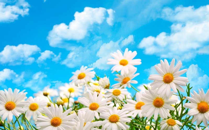 Поле ромашек