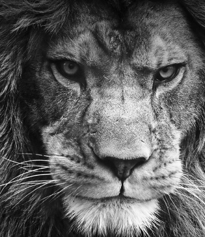 Морда Льва черно белая