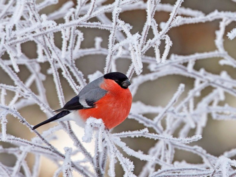 Уссурийский Снегирь
