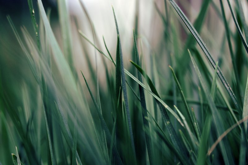 Природа трава