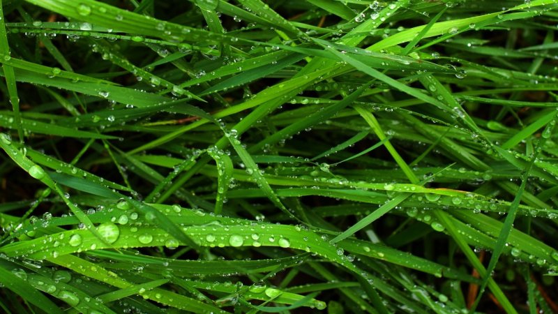 Роса на траве