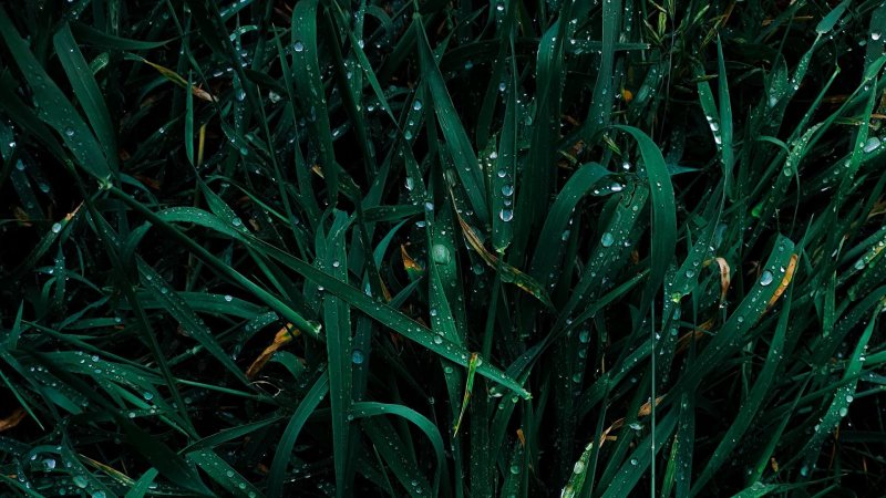 Темная зелень