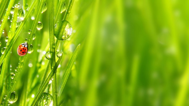 Фон растения