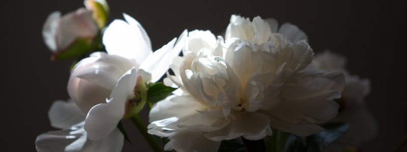 Пионы на заставку