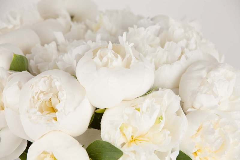 Красивые белые пионы