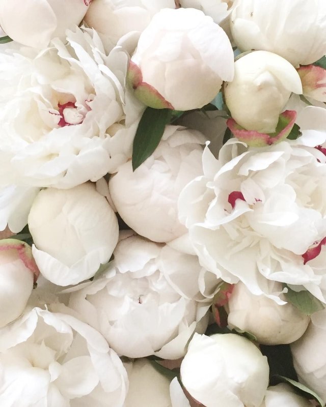 Томас Дарнелл пионы